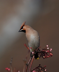David Plant Photography - Wildlife Photographer - Waxwing - A
