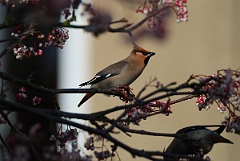 David Plant Photography - Wildlife Photographer - Waxwing - C