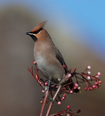 David Plant Photography - Wildlife Photographer - Waxwing - D