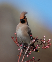 David Plant Photography - Wildlife Photographer - Waxwing - E