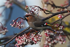 David Plant Photography - Wildlife Photographer - Waxwing - F