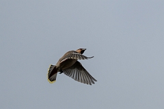 David Plant Photography - Wildlife Photography - Waxwing - AA