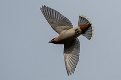 David Plant Photography - Wildlife Photography - Waxwing - AB