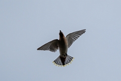 David Plant Photography - Wildlife Photography - Waxwing - AC
