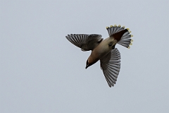 David Plant Photography - Wildlife Photography - Waxwing - AD