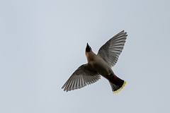 David Plant Photography - Wildlife Photography - Waxwing - AE