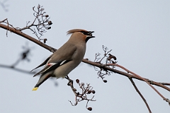 David Plant Photography - Wildlife Photography - Waxwing - AF