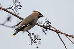 David Plant Photography - Wildlife Photography - Waxwing - AG