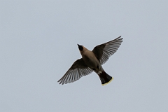 David Plant Photography - Wildlife Photography - Waxwing - AH