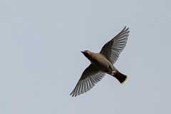 David Plant Photography - Wildlife Photography - Waxwing - AI