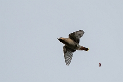 David Plant Photography - Wildlife Photography - Waxwing - AJ