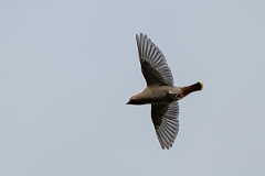 David Plant Photography - Wildlife Photography - Waxwing - AK