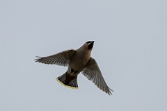 David Plant Photography - Wildlife Photography - Waxwing - AL