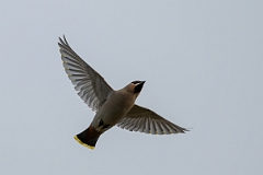 David Plant Photography - Wildlife Photography - Waxwing - AM
