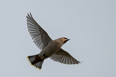 David Plant Photography - Wildlife Photography - Waxwing - AN