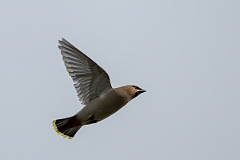 David Plant Photography - Wildlife Photography - Waxwing - AO