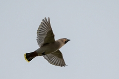 David Plant Photography - Wildlife Photography - Waxwing - AP
