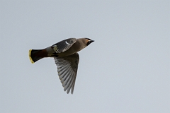 David Plant Photography - Wildlife Photography - Waxwing - AQ