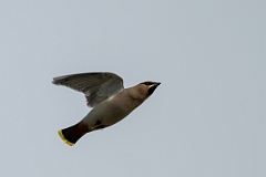 David Plant Photography - Wildlife Photography - Waxwing - AR