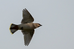 David Plant Photography - Wildlife Photography - Waxwing - AS