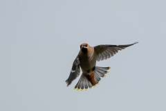David Plant Photography - Wildlife Photography - Waxwing - AT