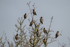 David Plant Photography - Wildlife Photography - Waxwing - AU