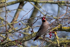 David Plant Photography - Wildlife Photography - Waxwing - AV