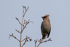 David Plant Photography - Wildlife Photography - Waxwing - AW