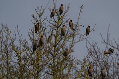 David Plant Photography - Wildlife Photography - Waxwing - AY