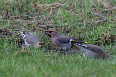 David Plant Photography - Wildlife Photography - Waxwing - AZ