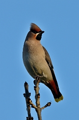 David Plant Photography - Wildlife Photography - Waxwing - H