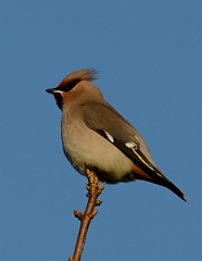 David Plant Photography - Wildlife Photography - Waxwing - I