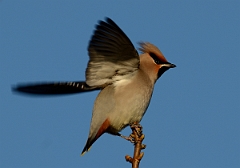 David Plant Photography - Wildlife Photography - Waxwing - J
