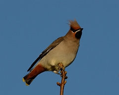David Plant Photography - Wildlife Photography - Waxwing - K
