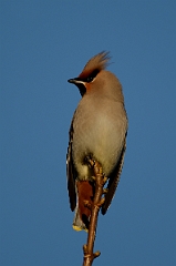 David Plant Photography - Wildlife Photography - Waxwing - M