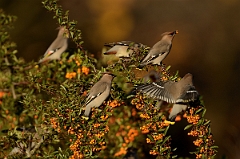 David Plant Photography - Wildlife Photography - Waxwing - N