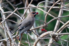 David Plant Photography - Wildlife Photography - Waxwing - O
