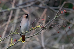 David Plant Photography - Wildlife Photography - Waxwing - P