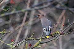 David Plant Photography - Wildlife Photography - Waxwing - Q