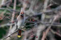 David Plant Photography - Wildlife Photography - Waxwing - R