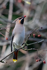David Plant Photography - Wildlife Photography - Waxwing - S