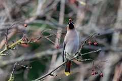 David Plant Photography - Wildlife Photography - Waxwing - T