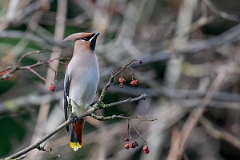 David Plant Photography - Wildlife Photography - Waxwing - U