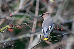 David Plant Photography - Wildlife Photography - Waxwing - V