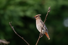 David Plant Photography - Wildlife Photography - Waxwing - W
