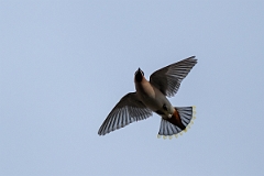 David Plant Photography - Wildlife Photography - Waxwing - X