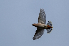 David Plant Photography - Wildlife Photography - Waxwing - Y