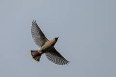 David Plant Photography - Wildlife Photography - Waxwing - Z