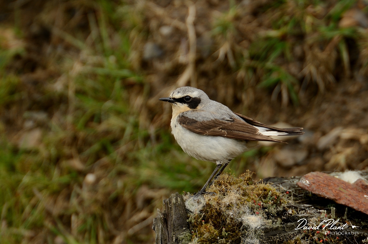 David Plant Photography - Wildlife Photography - Wheatear - A.jpg - Wheatear, male - Merthyr Tydfil