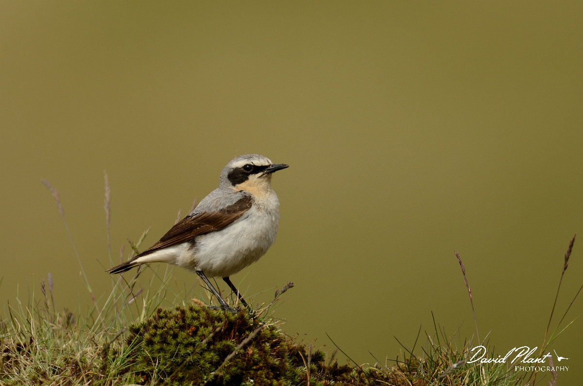 David Plant Photography - Wildlife Photography - Wheatear - B.jpg - Wheatear, male - Merthyr Tydfil